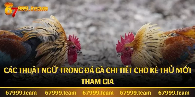 Các Thuật Ngữ Trong Đá Gà Chi Tiết Cho Kê Thủ Mới Tham Gia