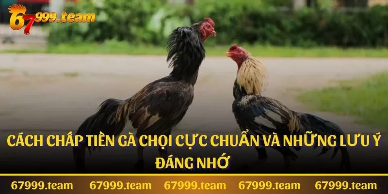 Cách Chấp Tiền Gà Chọi Cực Chuẩn Và Những Lưu Ý Đáng Nhớ