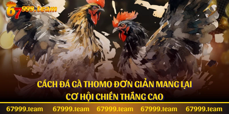 Cách Đá Gà Thomo Đơn Giản Mang Lại Cơ Hội Chiến Thắng Cao