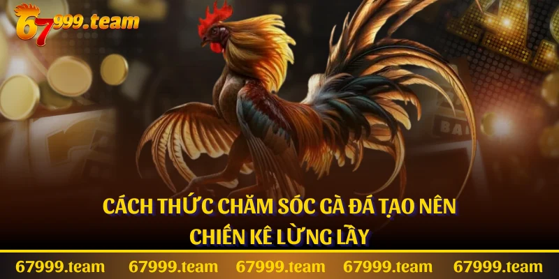 Cách Thức Chăm Sóc Gà Đá Tạo Nên Chiến Kê Lừng Lẫy