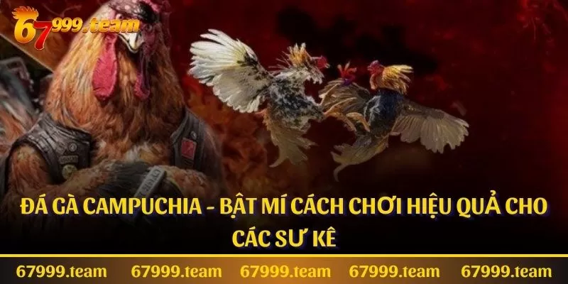 Đá Gà Campuchia - Bật Mí Cách Chơi Hiệu Quả Cho Các Sư Kê