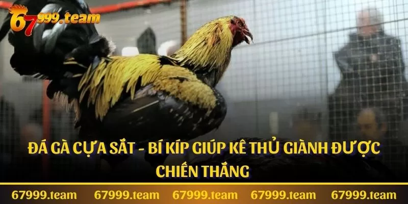 Đá Gà Cựa Sắt - Bí Kíp Giúp Kê Thủ Giành Được Chiến Thắng