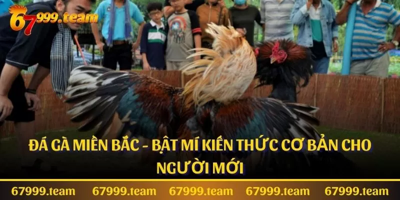 Đá Gà Miền Bắc - Bật Mí Kiến Thức Cơ Bản Cho Người Mới