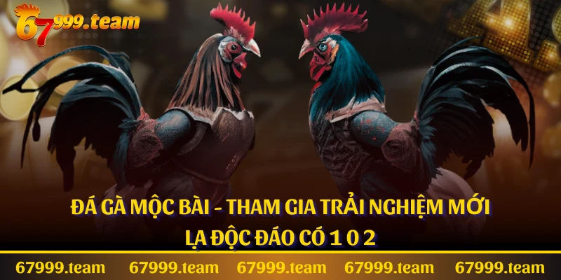 Đá Gà Mộc Bài - Tham Gia Trải Nghiệm Mới Lạ Độc Đáo Có 1 0 2