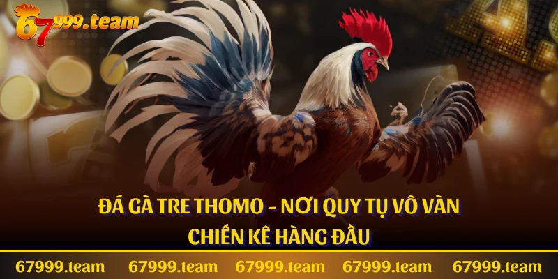 Đá Gà Tre Thomo - Nơi Quy Tụ Vô Vàn Chiến Kê Hàng Đầu
