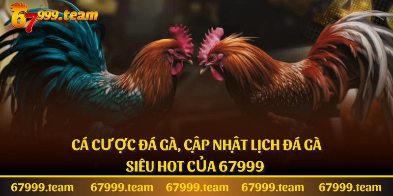 Cá Cược Đá Gà, Cập Nhật Lịch Đá Gà Siêu Hot Của 67999