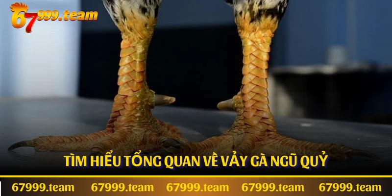 Tìm hiểu tổng quan về vảy gà ngũ quỷ