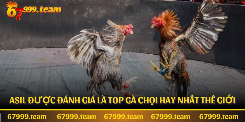 Asil được đánh giá là top gà chọi hay nhất thế giới