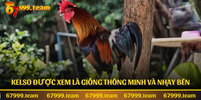 Kelso được xem là giống thông minh và nhạy bén
