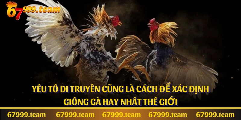 Yếu tố di truyền cũng là cách để xác định giống gà hay nhất thế giới