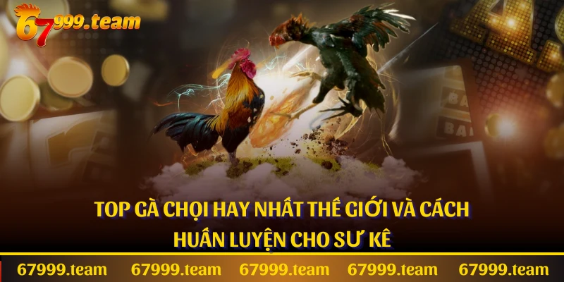 Top Gà Chọi Hay Nhất Thế Giới Và Cách Huấn Luyện Cho Sư Kê