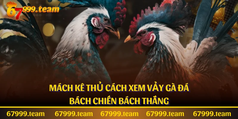 Mách Kê Thủ Cách Xem Vảy Gà Đá Bách Chiến Bách Thắng