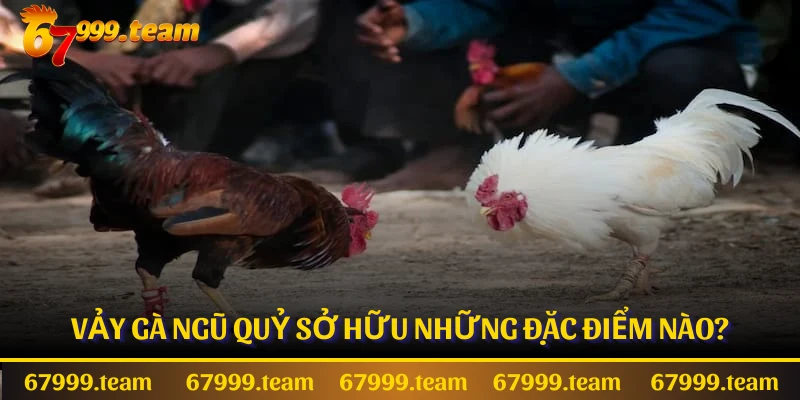 Vảy gà ngũ quỷ sở hữu những đặc điểm nào?