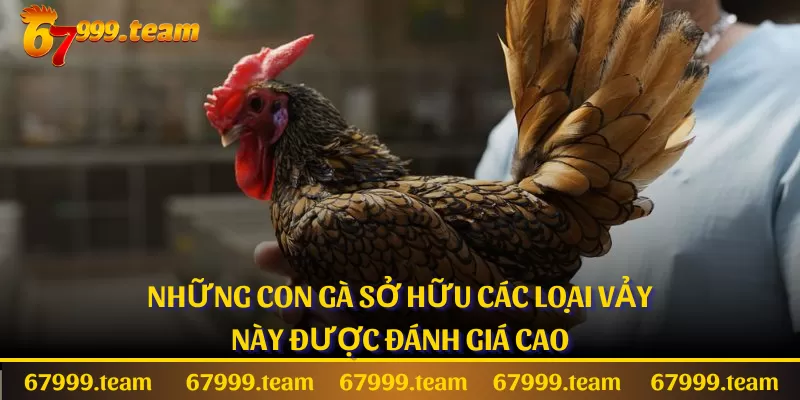 Những con gà sở hữu các loại vảy này được đánh giá cao