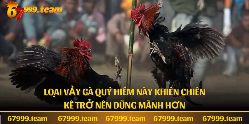 Loại vảy gà quý hiếm này khiến chiến kê trở nên dũng mãnh hơn