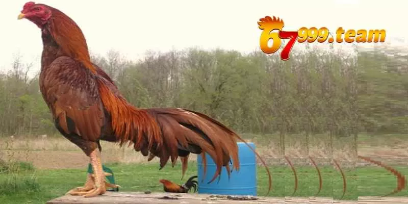 Gà Asil - Thần Chiến Kê Khiến Bao Nhiêu Anh Em Thích Mê