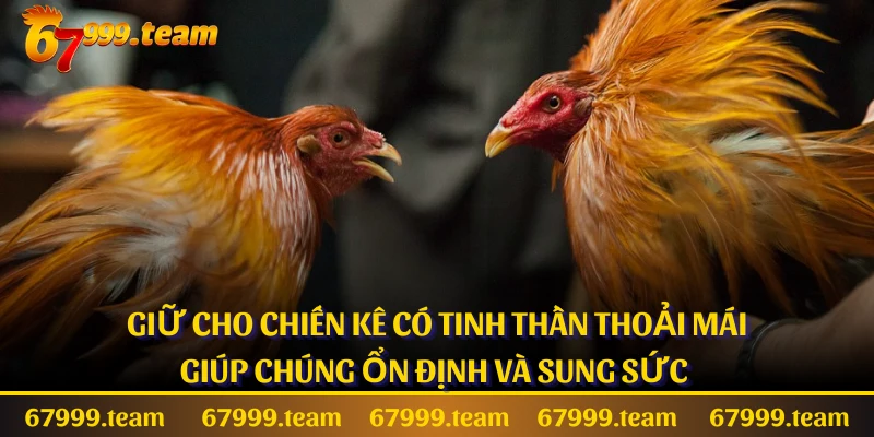 Giữ cho chiến kê có tinh thần thoải mái giúp chúng ổn định và sung sức