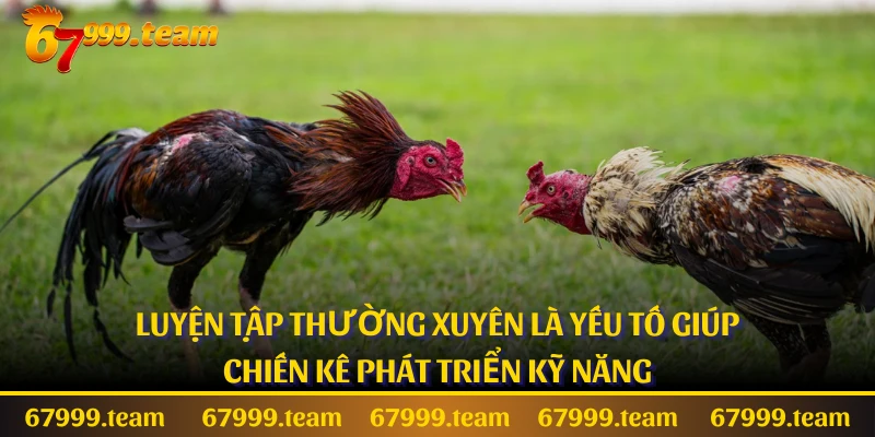 Luyện tập thường xuyên là yếu tố giúp chiến kê phát triển kỹ năng