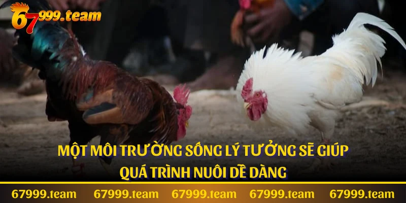 Một môi trường sống lý tưởng sẽ giúp quá trình nuôi dễ dàng
