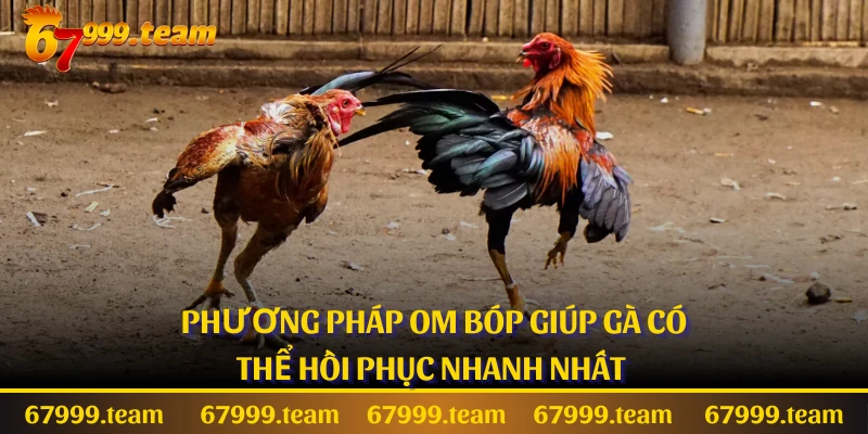 Phương pháp om bóp giúp gà có thể hồi phục nhanh nhất