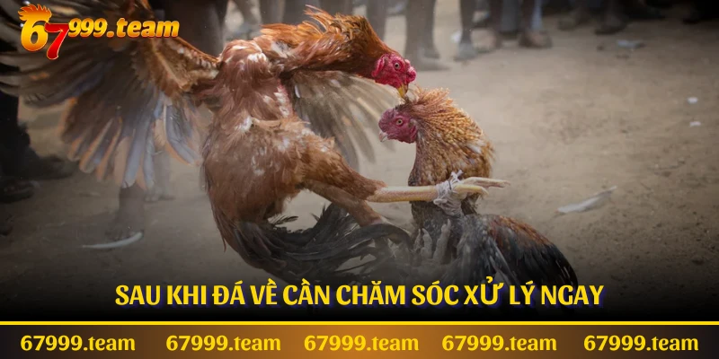 Sau khi đá về cần chăm sóc xử lý ngay