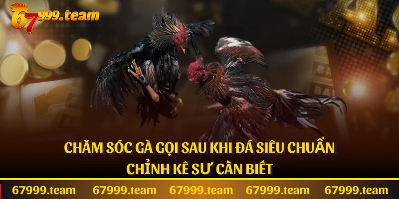 Chăm Sóc Gà Gọi Sau Khi Đá Siêu Chuẩn Chỉnh Kê Sư Cần Biết