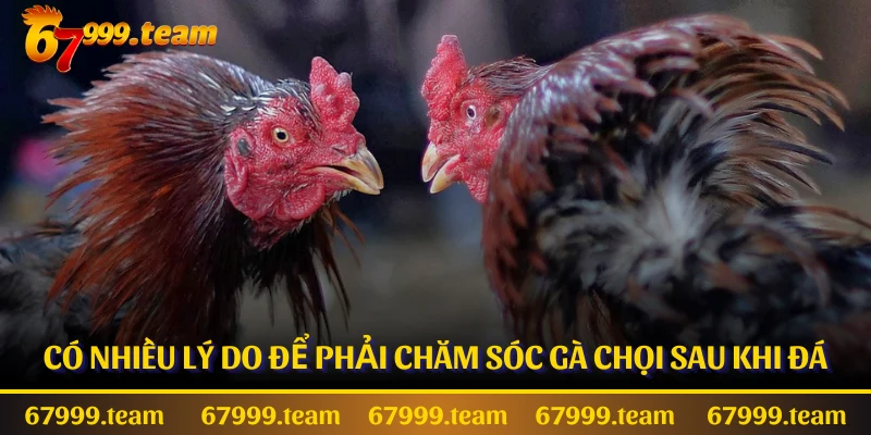 Có nhiều lý do để phải chăm sóc gà chọi sau khi đá