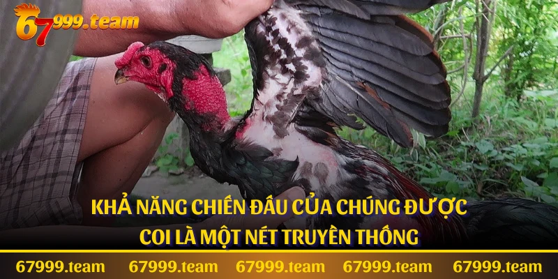 Khả năng chiến đấu của chúng được coi là một nét truyền thống