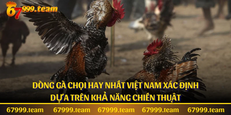 Dòng gà chọi hay nhất Việt Nam xác định dựa trên khả năng chiến thuật