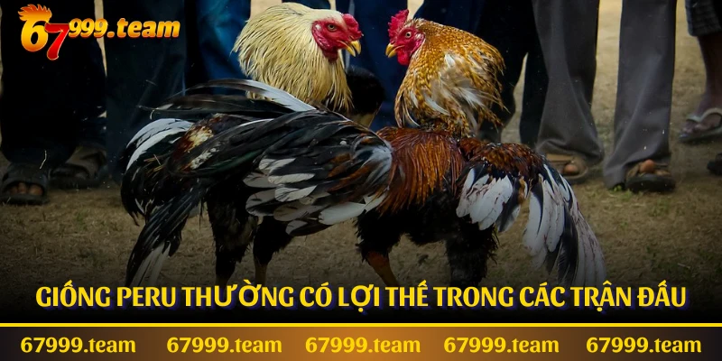Giống Peru thường có lợi thế trong các trận đấu