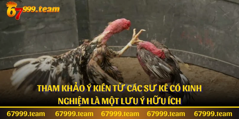 Tham khảo ý kiến từ các sư kê có kinh nghiệm là một lưu ý hữu ích