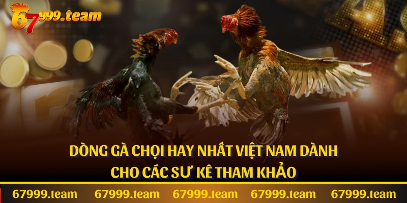 Dòng Gà Chọi Hay Nhất Việt Nam Dành Cho Các Sư Kê Tham Khảo