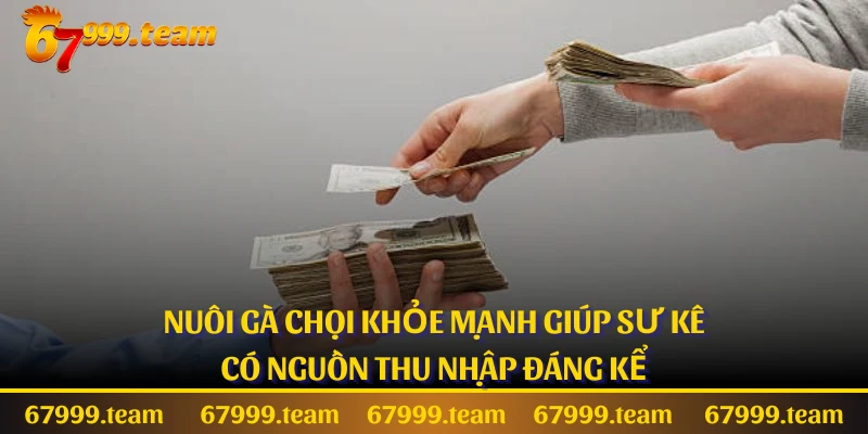 Nuôi gà chọi khỏe mạnh giúp sư kê có nguồn thu nhập đáng kể