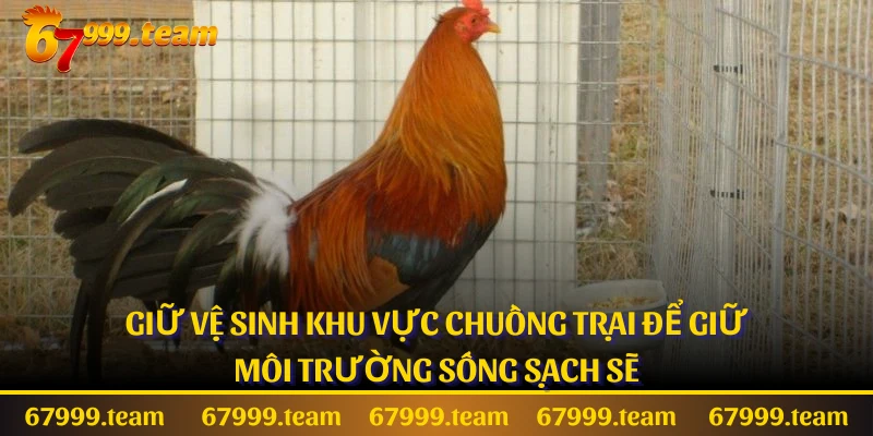Giữ vệ sinh khu vực chuồng trại để giữ môi trường sống sạch sẽ