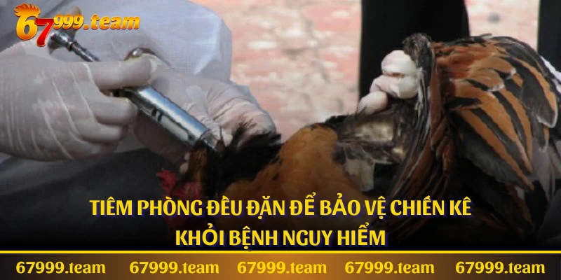 Tiêm phòng đều đặn để bảo vệ chiến kê khỏi bệnh nguy hiểm