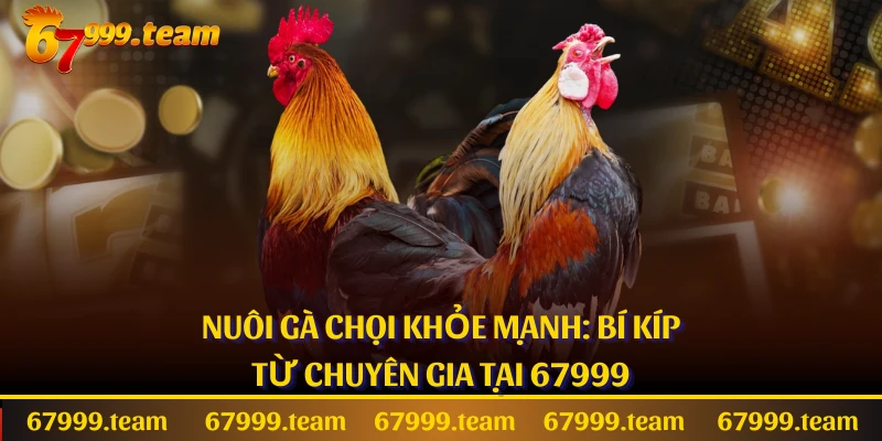 Nuôi Gà Chọi Khỏe Mạnh: Bí Kíp Từ Chuyên Gia Tại 67999
