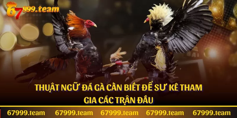 Thuật Ngữ Đá Gà Cần Biết Để Sư Kê Tham Gia Các Trận Đấu