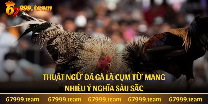 Thuật ngữ đá gà là cụm từ mang nhiều ý nghĩa sâu sắc