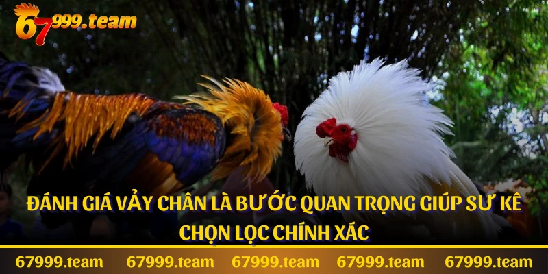 Đánh giá vảy chân là bước quan trọng giúp sư kê chọn lọc chính xác
