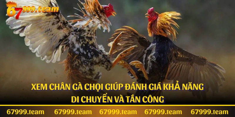 Xem chân gà chọi giúp đánh giá khả năng di chuyển và tấn công
