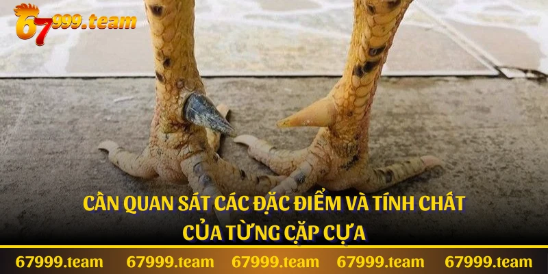 Cần quan sát các đặc điểm và tính chất của từng cặp cựa