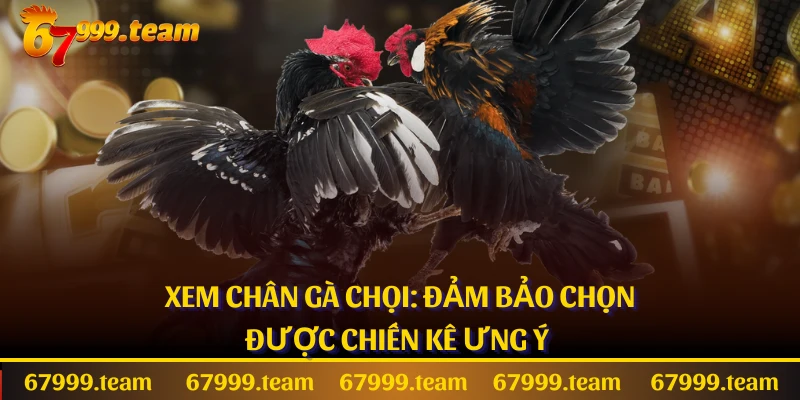 Xem Chân Gà Chọi: Đảm Bảo Chọn Được Chiến Kê Ưng Ý